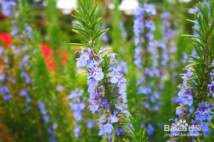 迷迭香的养殖方法和注意事项