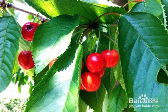 樱桃嫁接的最佳时间和方法是怎样的?