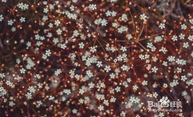 摄影拍植物，咋构图，能显得“不俗”？