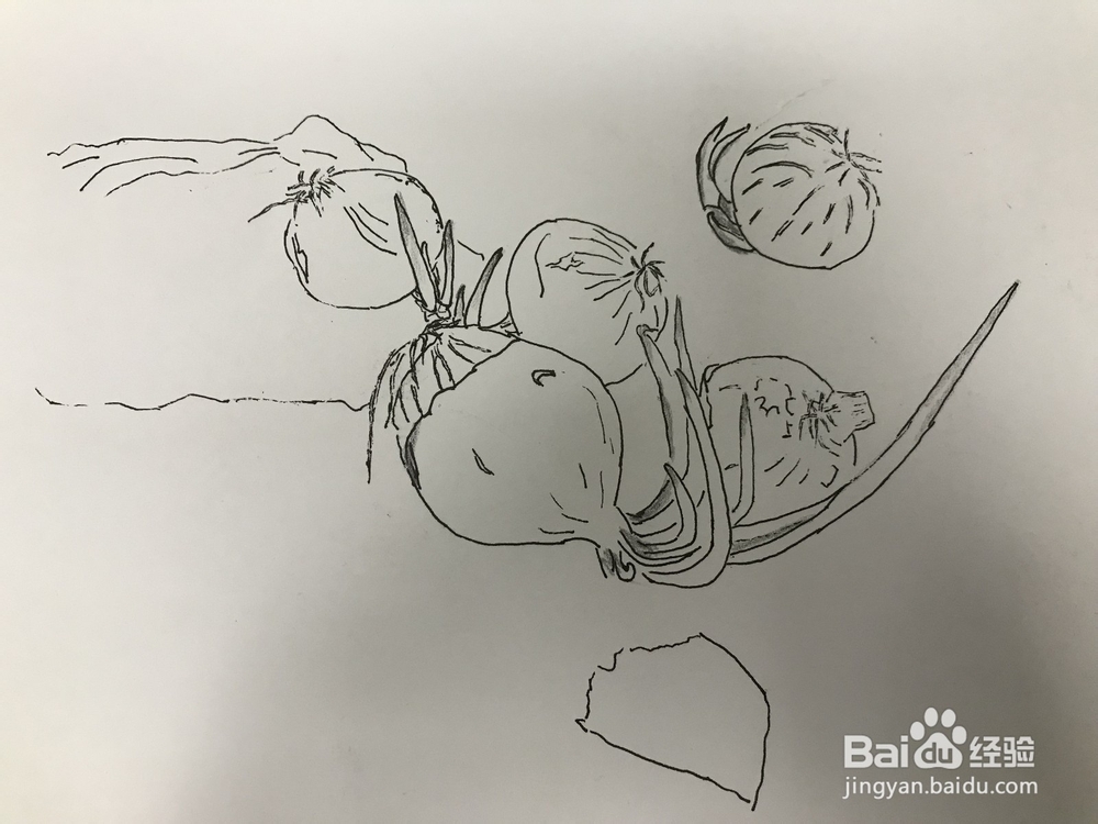 画几个发芽的洋葱