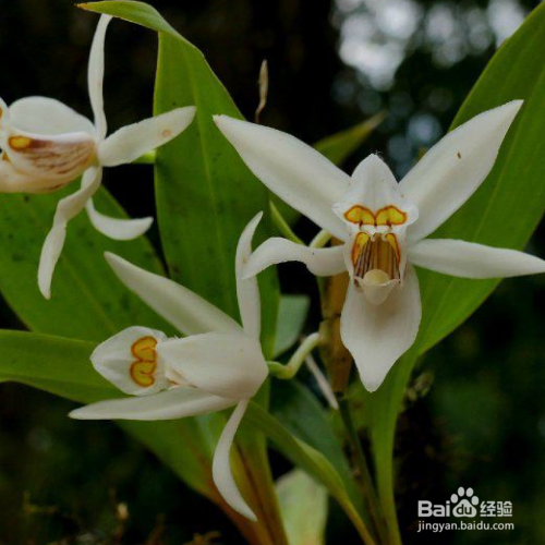 贝母兰的栽培需要注意哪些?