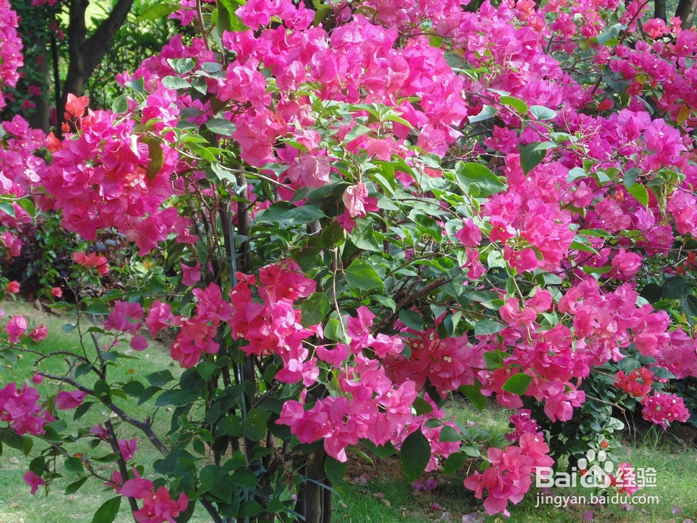 如何到公园免费玩呢