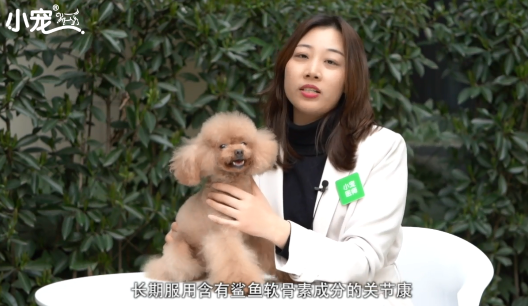 怎么预防与医治狗狗髌骨脱位