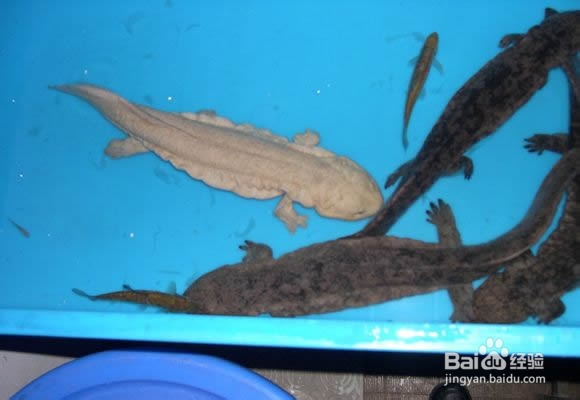 娃娃鱼水霉病的症状和防治方法