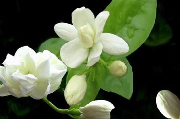 如何让茉莉多开花?