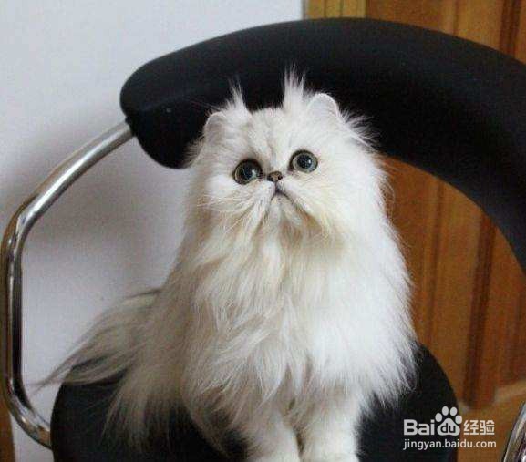 布偶猫跟金吉拉哪个好
