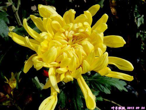 什么花可以带来好运?配图