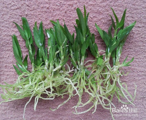 如何在家庭种植霍山石斛？