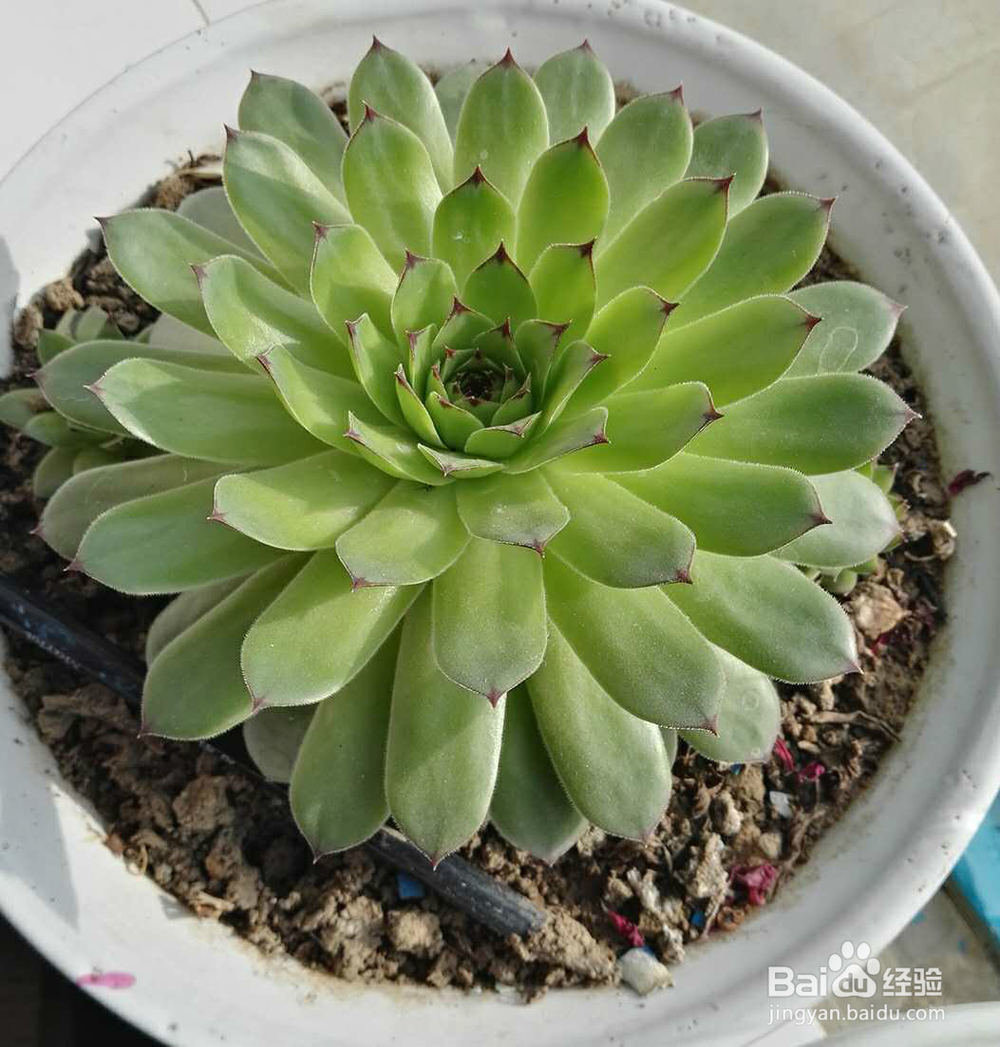 如何利用美图秀秀更改图片大小?