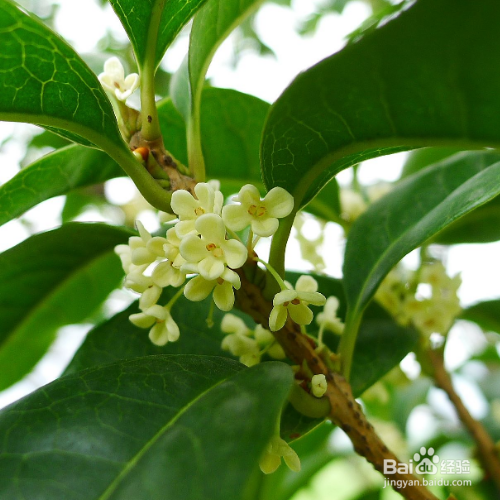 桂花树的叶子干了怎么办？