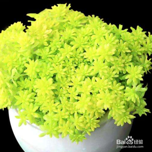 新买的薄雪万年草怎么种植