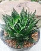 波露叶子干瘪怎么办