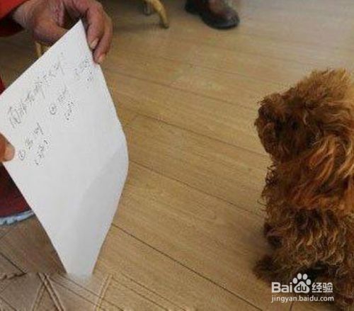 怎么教狗狗算数 百度经验