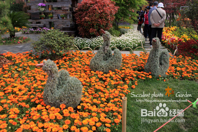 上海植物园（上）