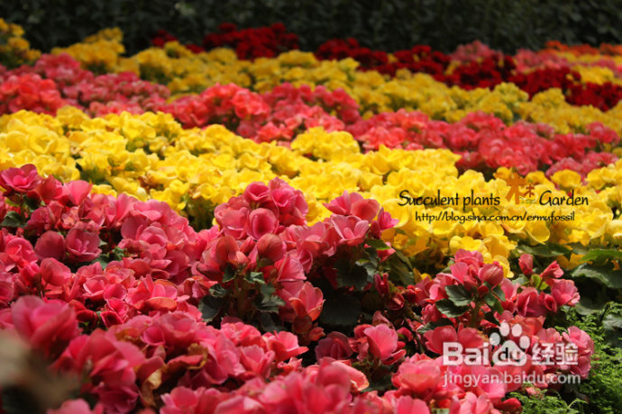 上海植物园（上）