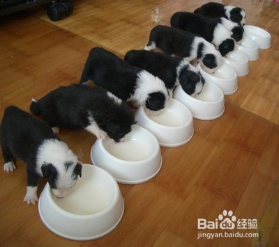 边境牧羊犬掉毛厉害,这种方法让家中更干净!