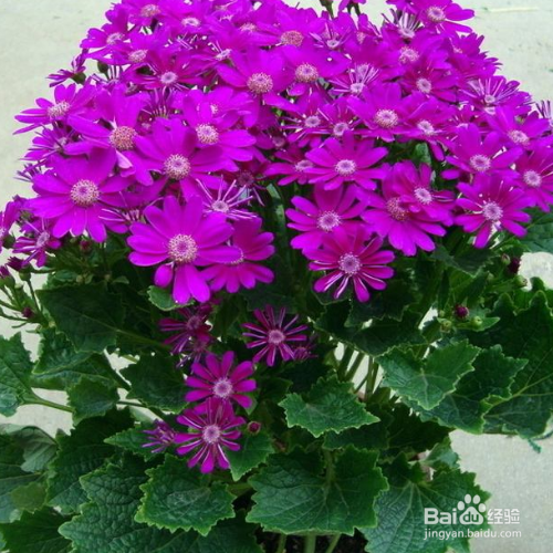 新买的瓜叶菊怎么培育