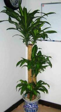 巴西木怎么养才长得好