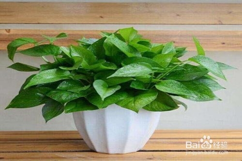 哪些花适合养在卧室