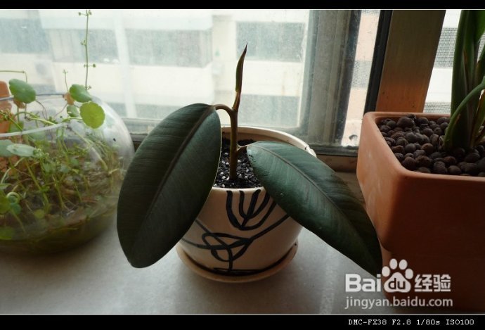 8月1日更新（附“花土”心得）--DIYDIY阳台花园日记