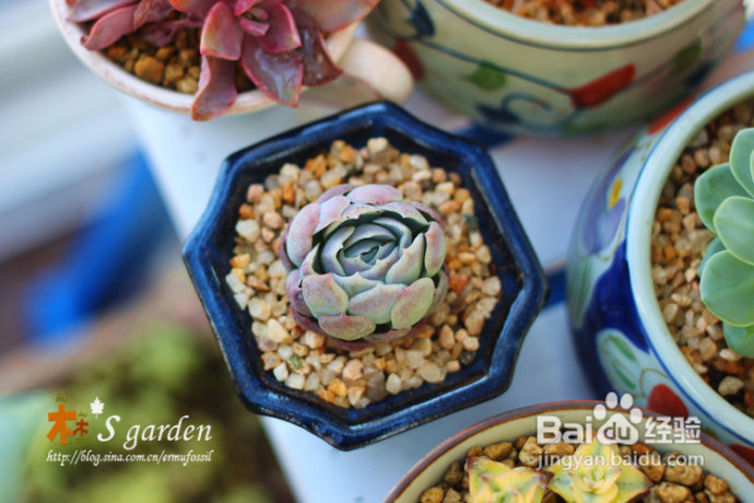 植物摄影小窍门+皮神山大王记