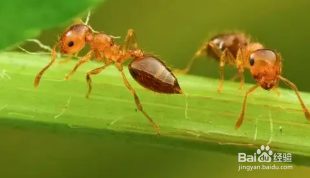家里有小蚂蚁是什么原因造成的