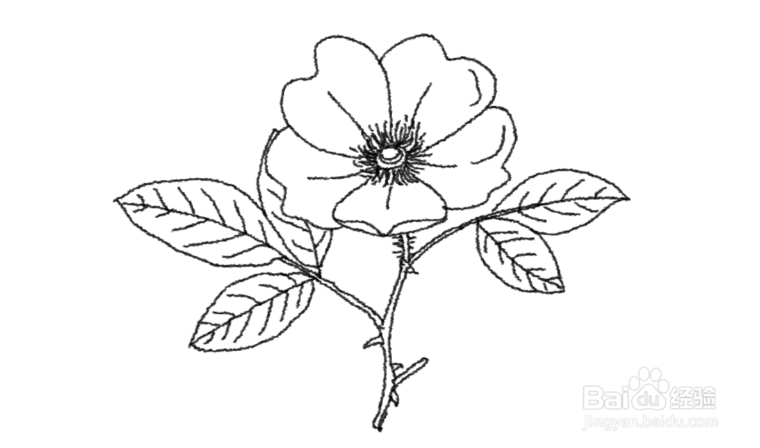 金樱子的花怎么画