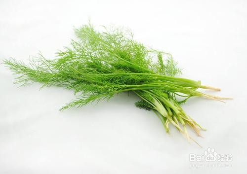 茴香菜的禁忌功效及作用!