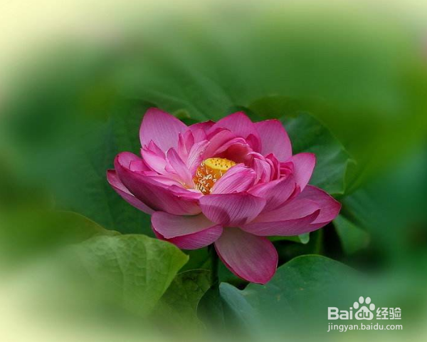 荷花怎么养殖？