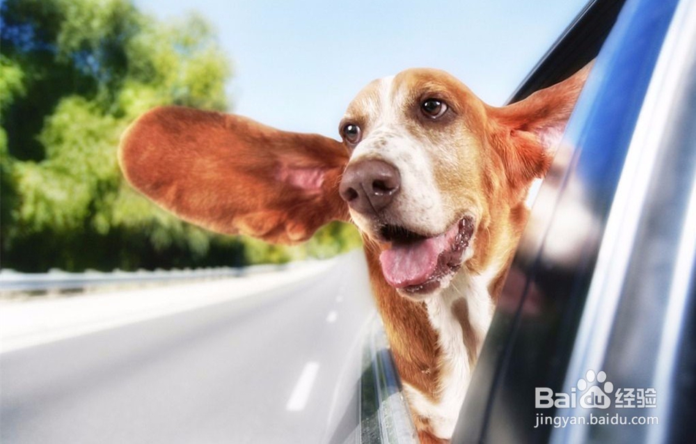 带着宠物去马来！！！！！