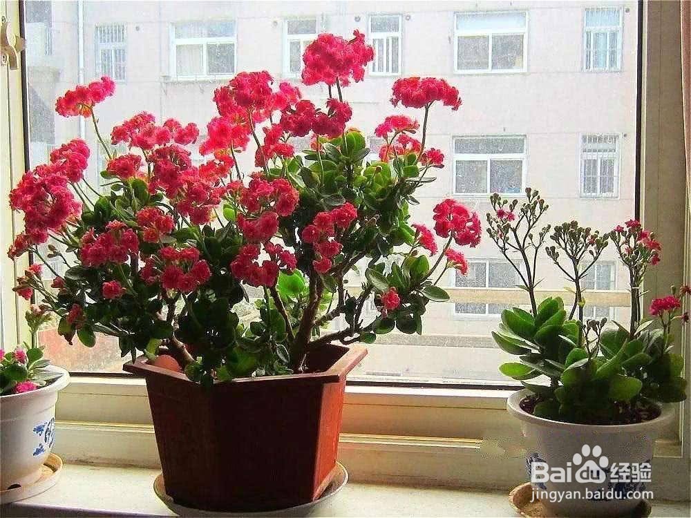 长寿花怎么养枝干才能粗壮