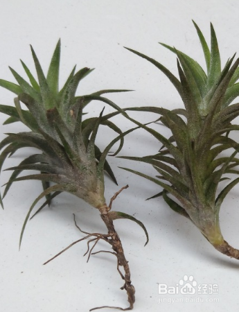 草本植物空气凤梨怎么护理？