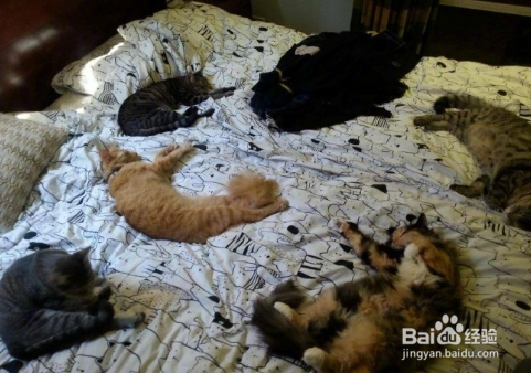 年轻人不要轻易吸猫喔，一日吸猫，终生被奴役！