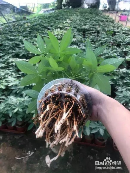 夏天发财树长寿花黑腐烂根,丢水里反而爆盆