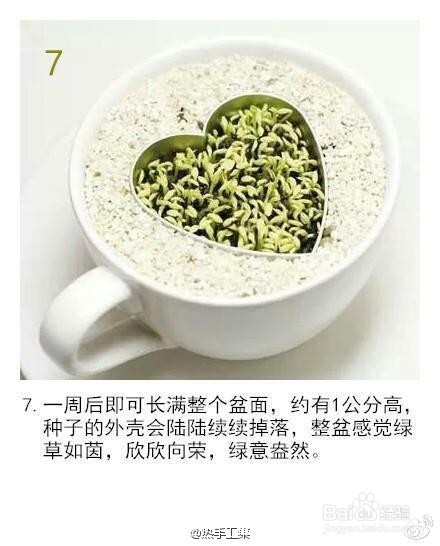 火龙果小盆栽种植