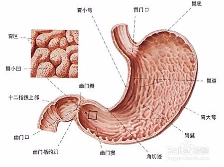 体检浅表性胃炎怎么办？