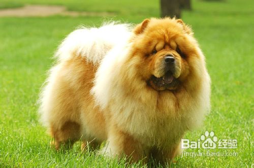 松狮不可以吃什么