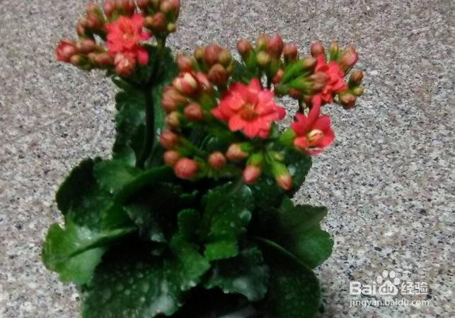 长寿花夏天怎么样