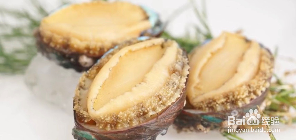 鲍鱼买回家怎么放置才不会死掉