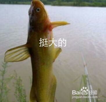 白天怎么钓黄辣丁