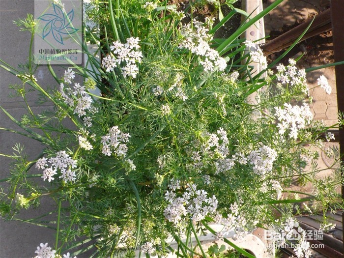 常吃的蔬菜长老后会是什么样呢？