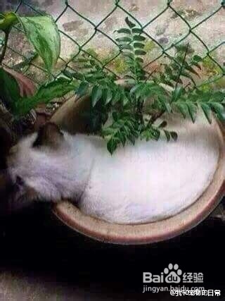 如何养好一只猫