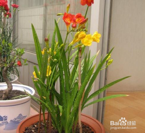 香雪兰倒伏怎么办