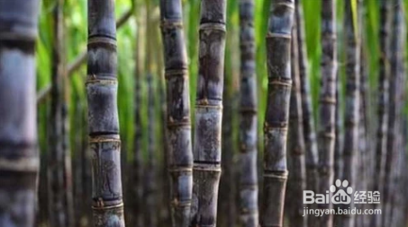 如何选购甘蔗？