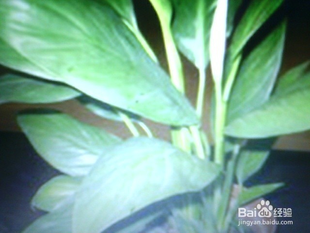 可净化空气的绿植有哪些