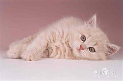 怎么训练斯可可猫不乱抓家具
