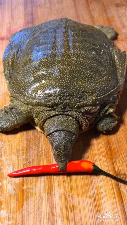 美食/营养 > 荤菜食材 甲鱼 500克 生抽 8克 陈醋 6克 姜蒜 20克