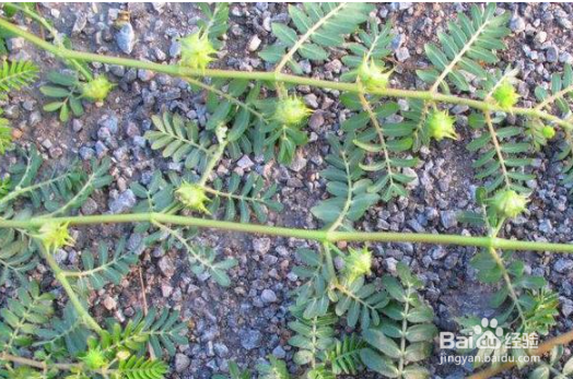 中药材白蒺藜在种植过程中怎么防治病虫害?