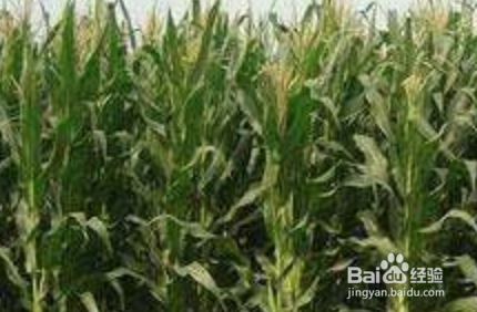 适宜和玉米搭配的食材怎样吃玉米营养健康指南2