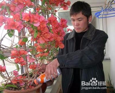 家庭养花，用药需要注意啥？